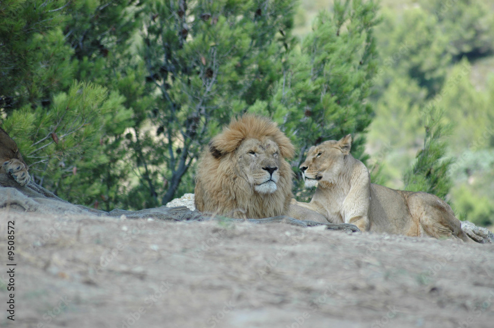 Fototapeta premium sieste du roi