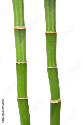two bamboo stems on white background