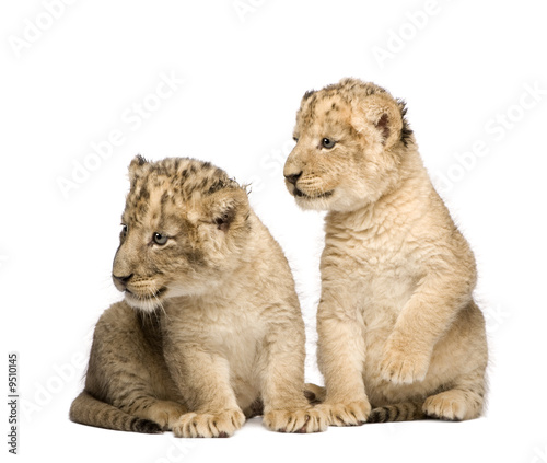 Lion Cub (6 weeks) in front of a white background © Eric Isselée