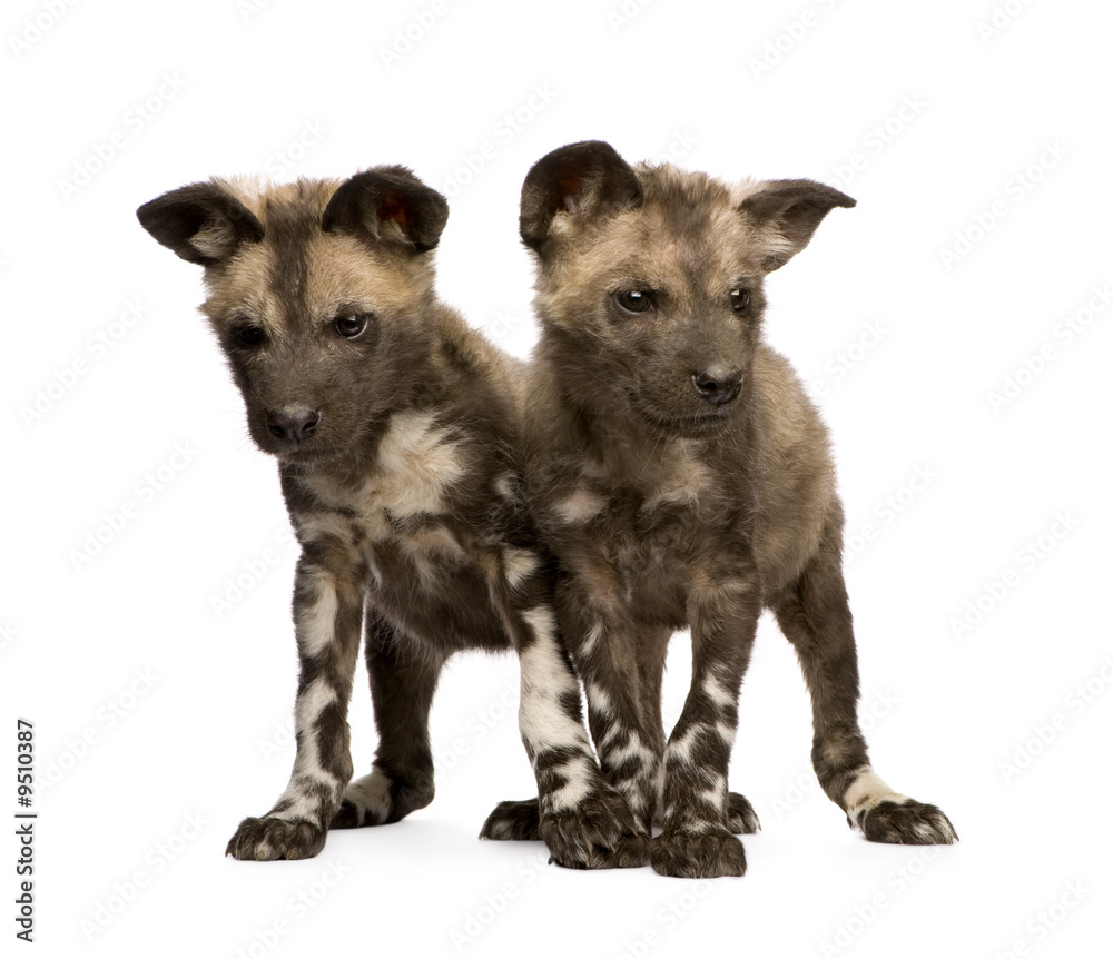 Fototapeta premium African wild dog cub(9 weeks) in front of a white background
