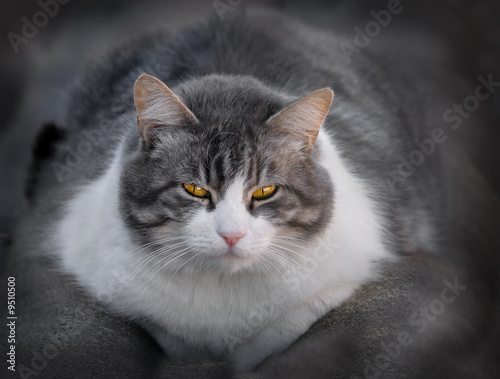 cat sitting gray and white photo
