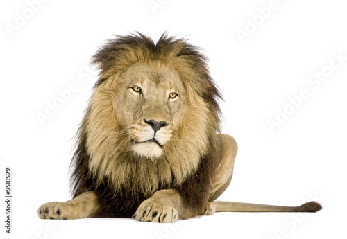 Lion  4 and a half years  in front of a white background