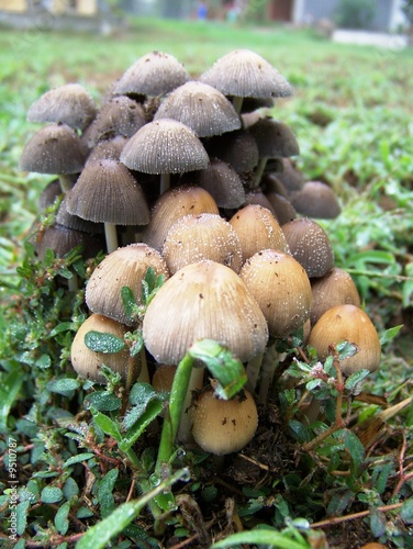 funghi photo