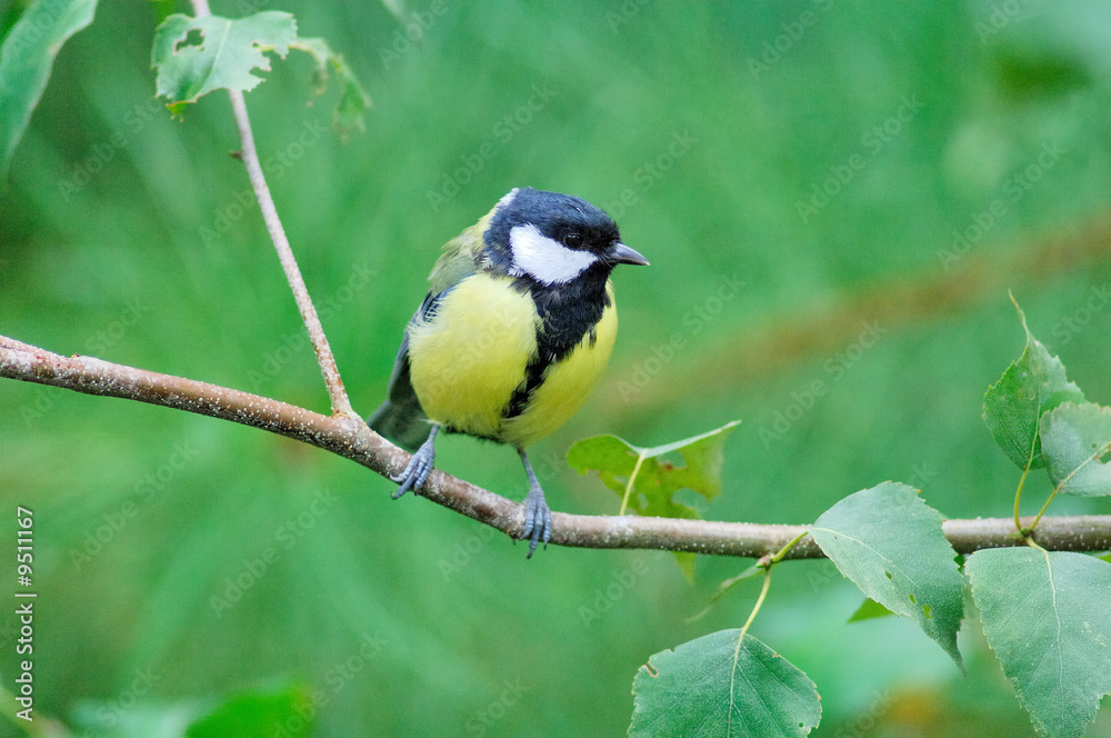 Obraz premium Mésange