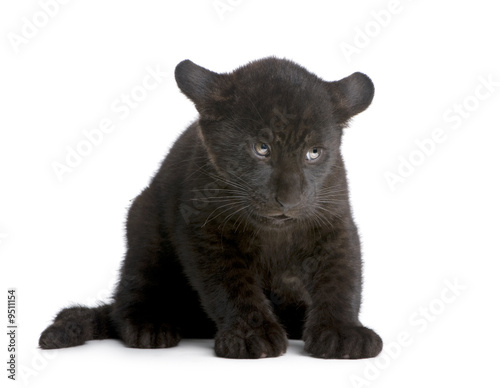 Jaguar cub (2 months) in front of a white background