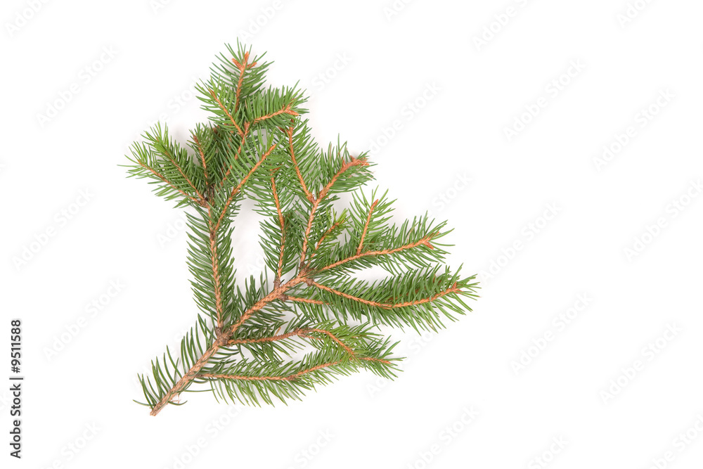 Spruce branch on white background Spruce branch on white background