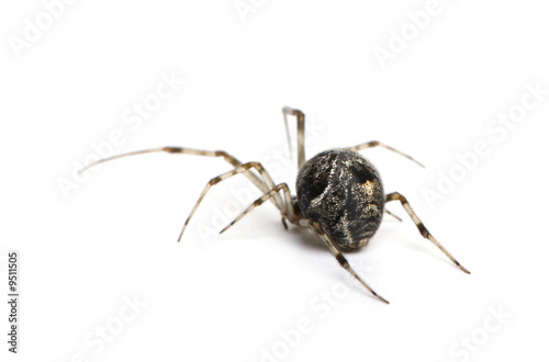 Common house spider in front of a white background