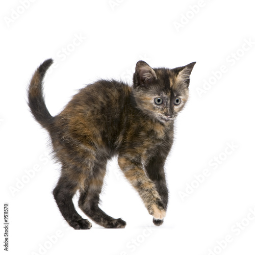 Tortoiseshell cat (2 months) in front of a white background © Eric Isselée