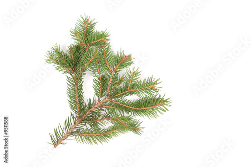 Spruce branch on white background