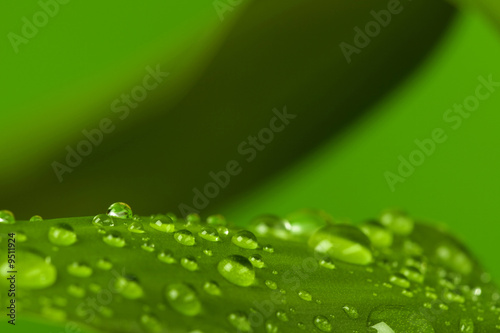 Bamboo green leaf with drops