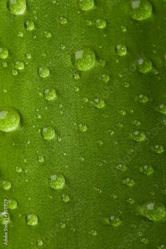 Nature green leaf with dew