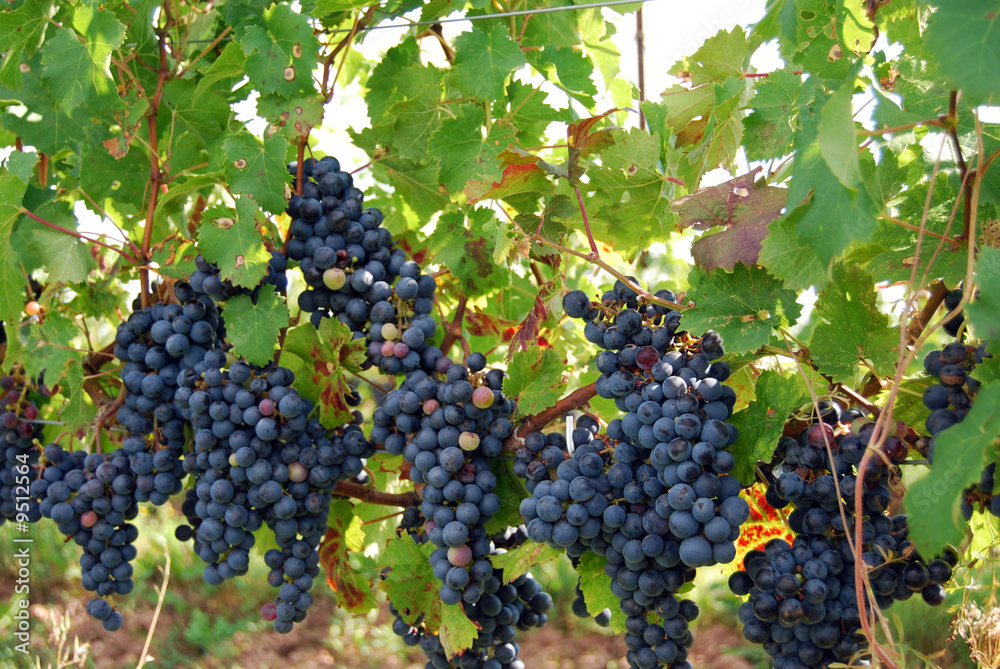 ripe red grapes on vines