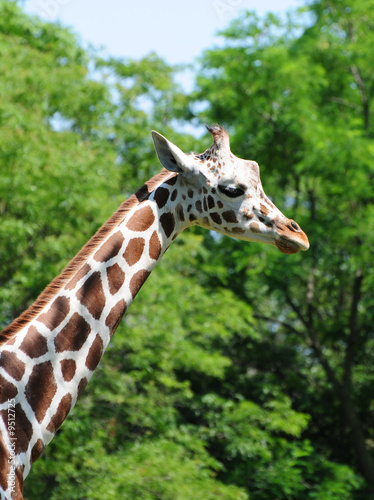 Giraffe near green trees