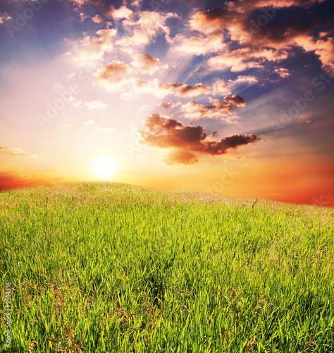 Green field on sunrise