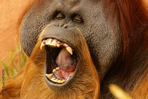 Orang-outan, Pongo pygmaeus