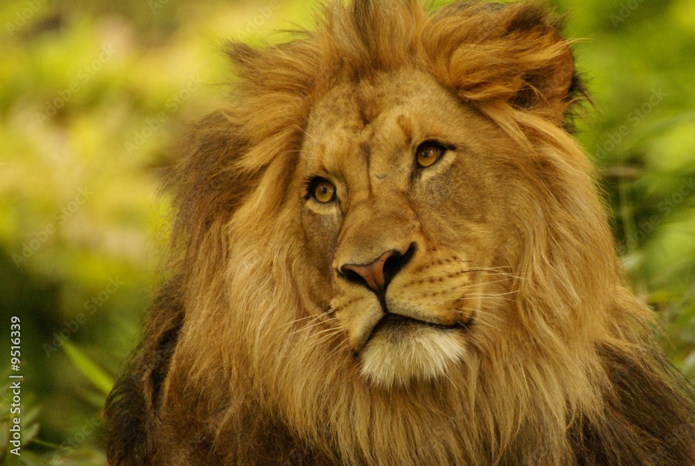 Lion, Panthera leo