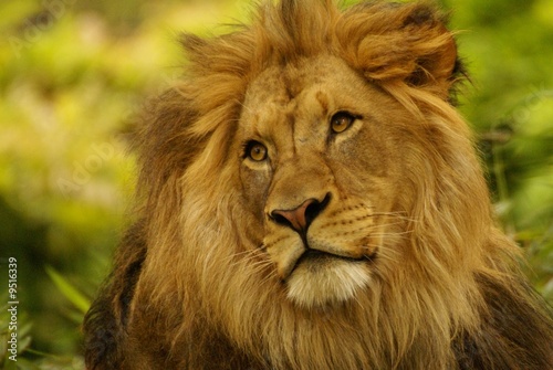 Fototapeta Naklejka Na Ścianę i Meble -  Lion, Panthera leo