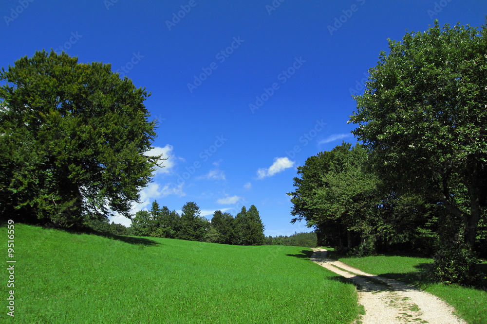 Beautiful landscape – countryroad in the nature with blue sky