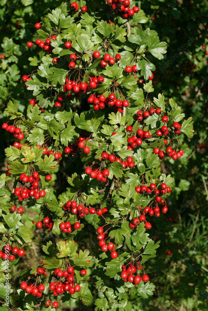 Beautiful red autumn fruit on hawthorne bush Beautiful red autumn fruit on hawthorne bush