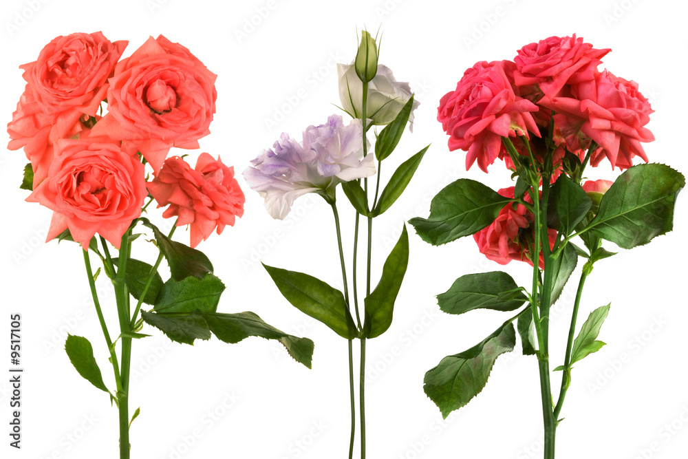 Beautiful fresh flowers on a white background Beautiful fresh flowers on a white background