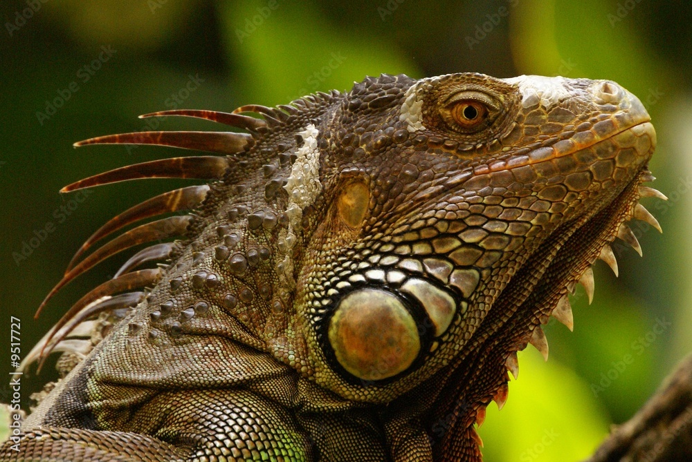 Iguane vert, Iguana iguana Iguane vert, Iguana iguana