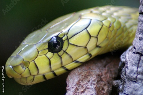 Mamba vert, Dendroaspis viridis