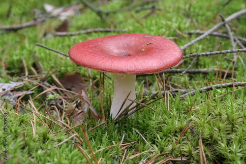 A toadstool