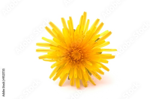 dandilion flower