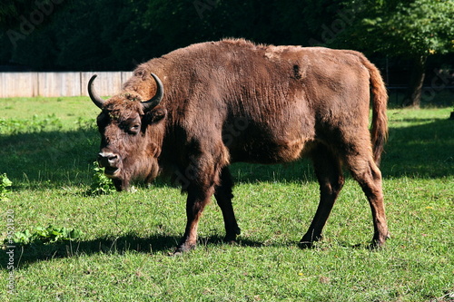 Vászonkép Big aurochs in Poland