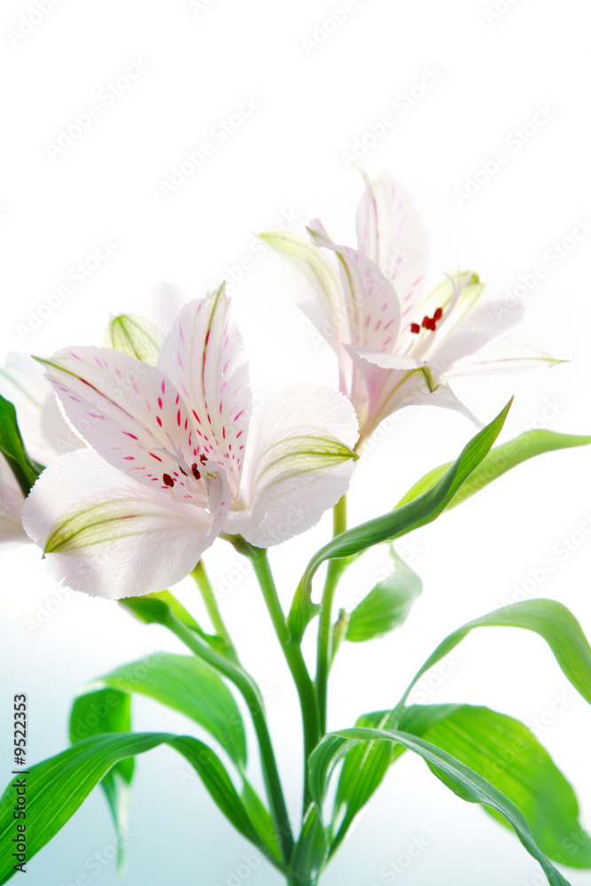 Obraz premium Alstroemeria flowers