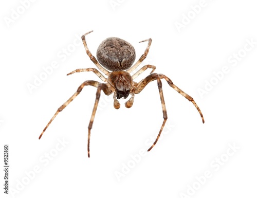 Cross spider isolated on white background