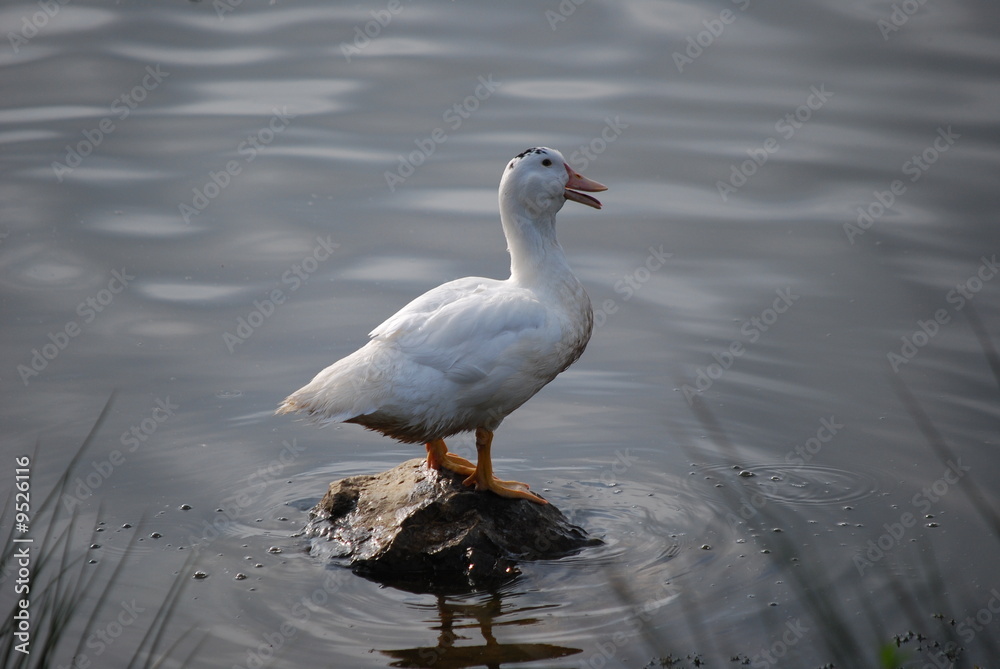 Canard de Pékin sur un rocher