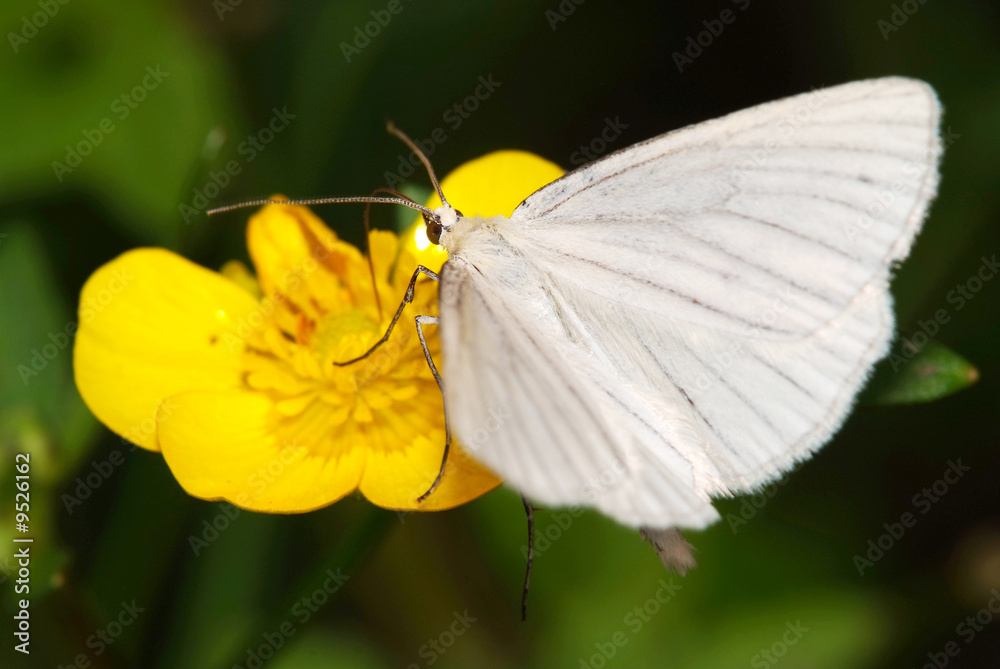 cabbage white butterfly cabbage white butterfly