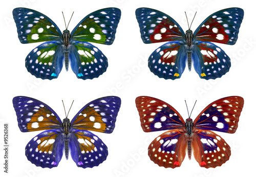 Farfalle colorate © Henry Bonn
