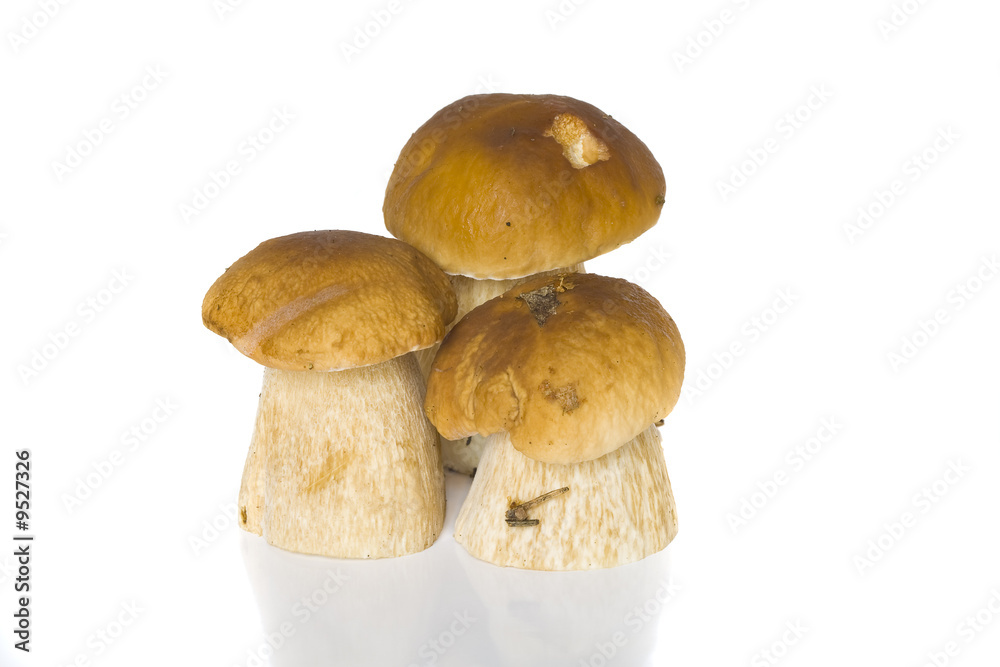 It is a lot of ceps on a white background It is a lot of ceps on a white background
