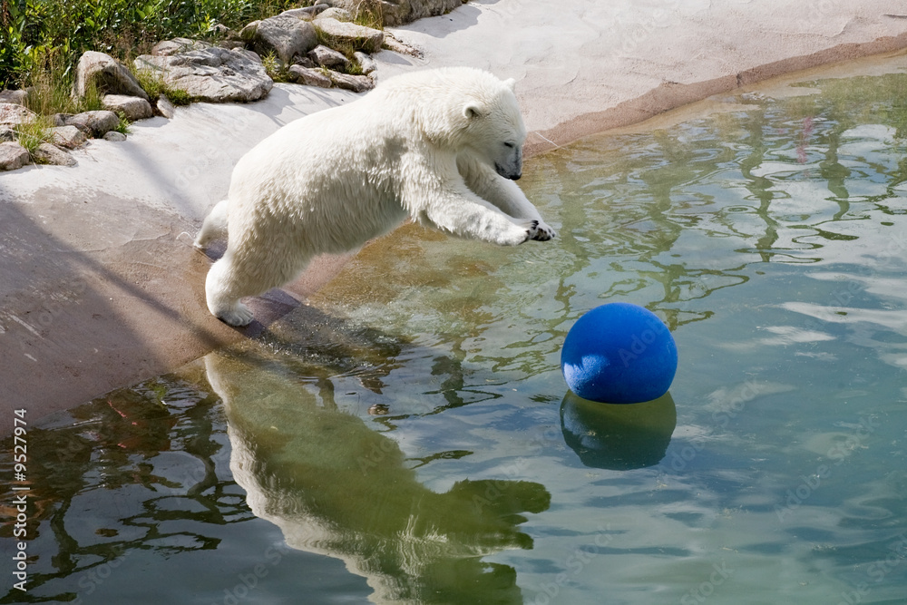 big polar bear playing with ball in water