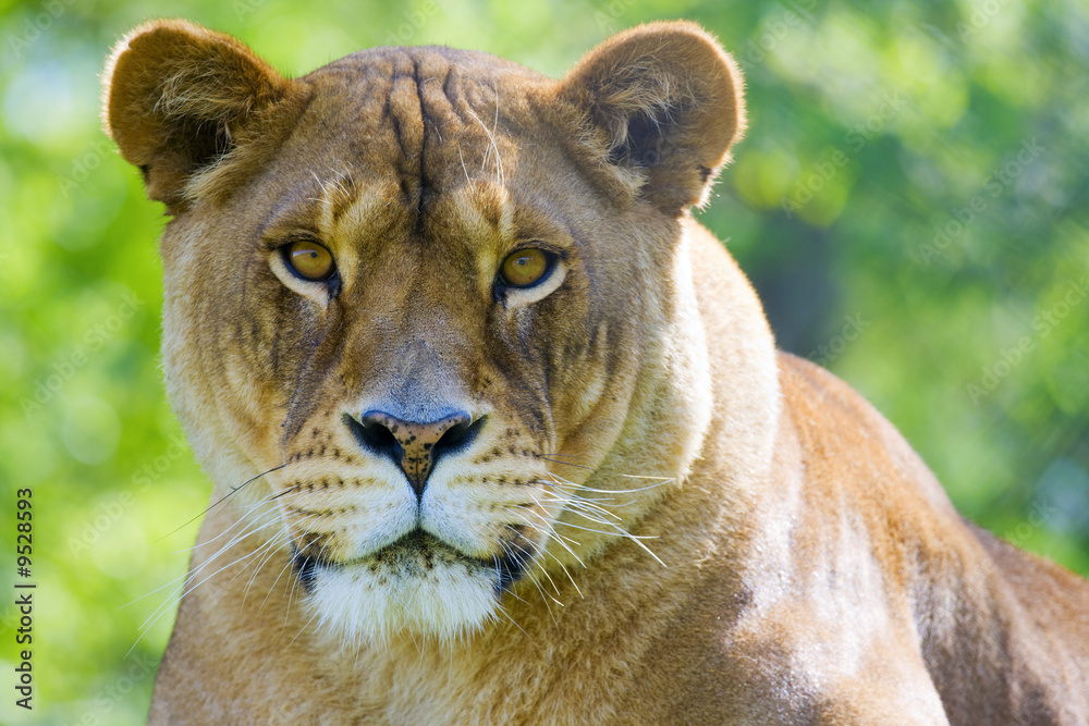 Fototapeta premium Lion