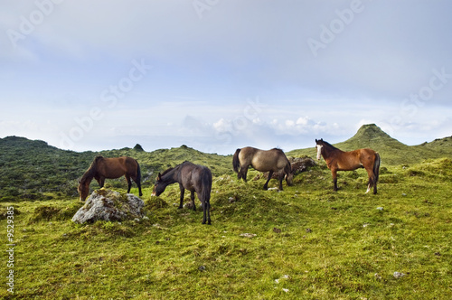Horses grazing in a pasture landscape of Pico island, Azores