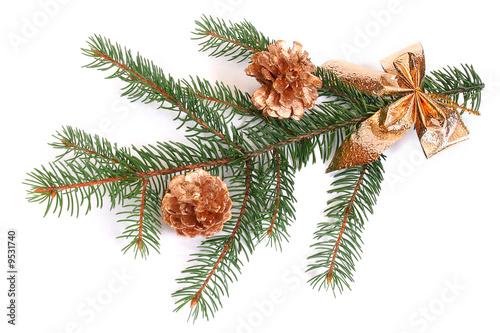 Isolated pine branch with cones