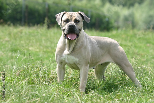 la pose fi  re du cane corso