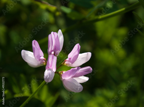 Fleur délicate violette et blanche