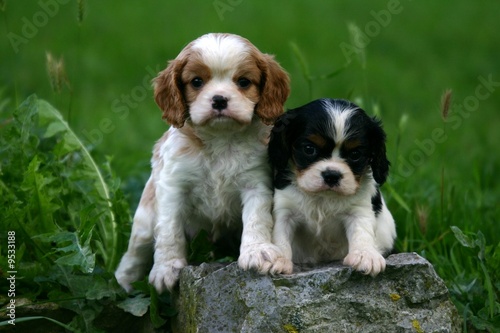 duo chiots cavalier king charles