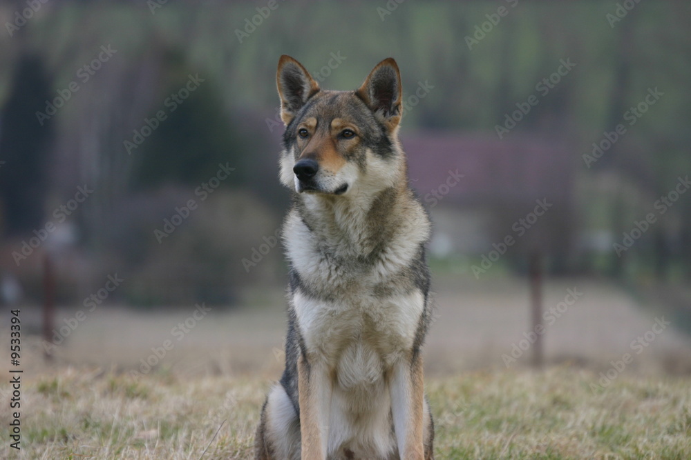 vieux chien loup tchécoslovaque assis à la campagne Stock Photo | Adobe  Stock