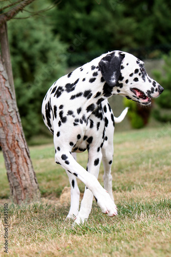 chien dalmatien faisant demi-tour