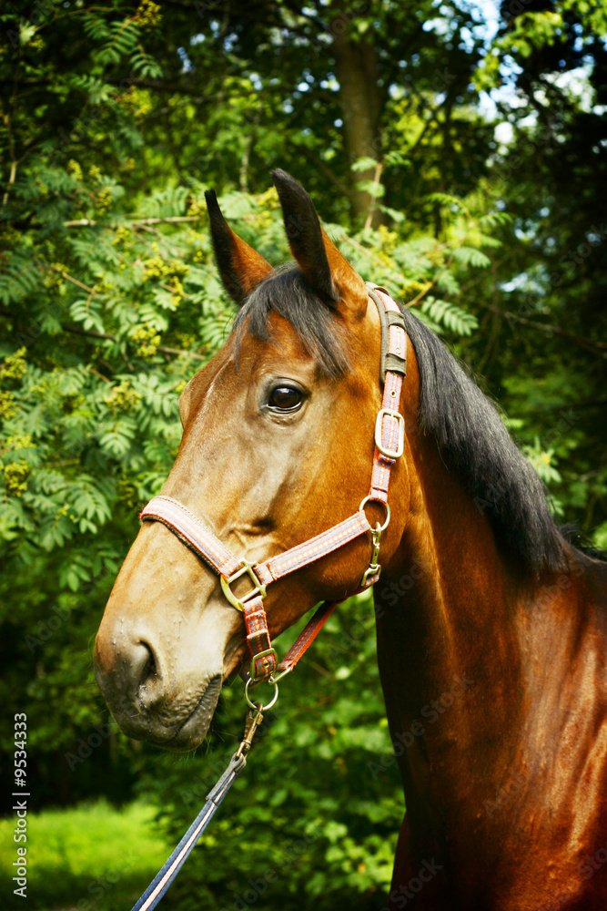 Obraz premium horse portrait