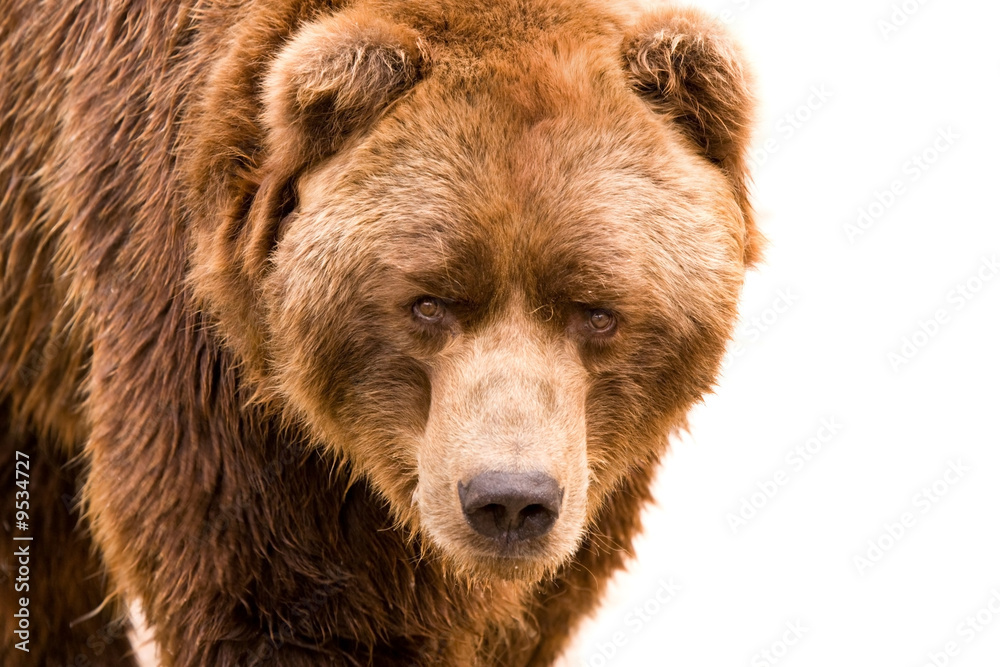 Fototapeta premium Brown bear close-up portrait isolated on white background