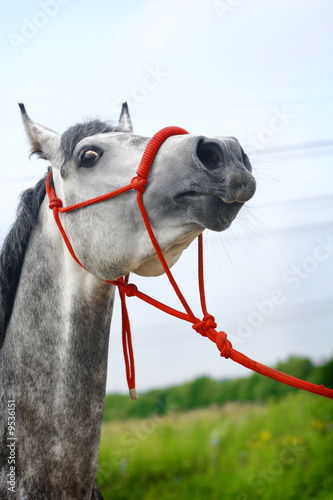 horse