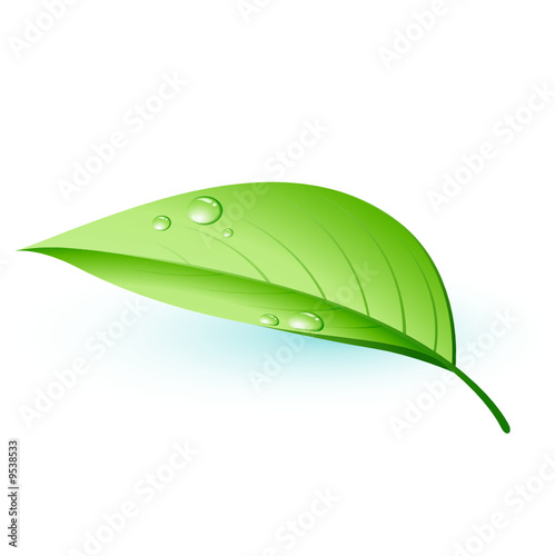 Feuille verte et gouttes d'eau