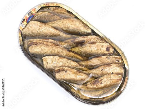 sprat against the white background