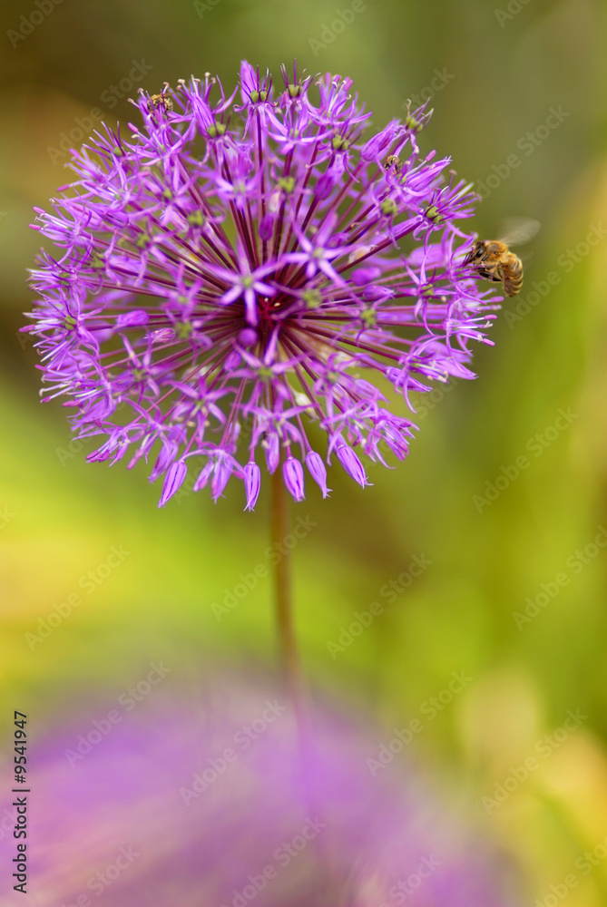 blossoming decorative garlic and pollinating bee blossoming decorative garlic and pollinating bee